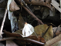 Pseudogagrella splendens