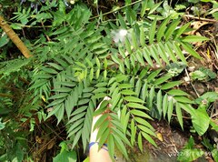 Sapindus rarak