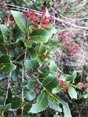 Denhamia bilocularis