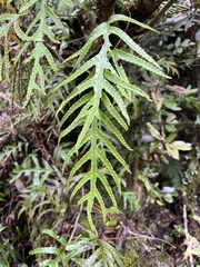 Microsorum pustulatum