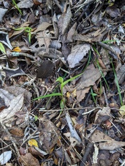Pterostylis agathicola
