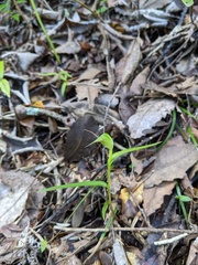 Pterostylis agathicola