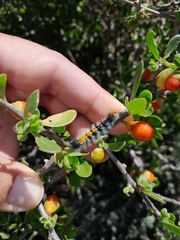 Tearosoma aspersum