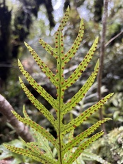 Microsorum pustulatum