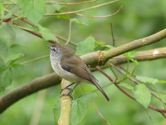 Gerygone mouki