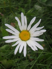 Leucanthemum