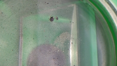 Nectoporus sanmarkii