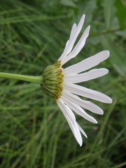 Leucanthemum