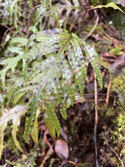 Microsorum pustulatum