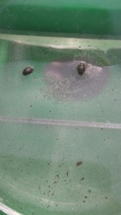 Nectoporus sanmarkii