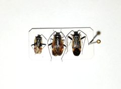 Adelphocoris seticornis