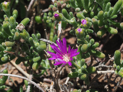 Drosanthemum