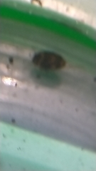 Nectoporus sanmarkii