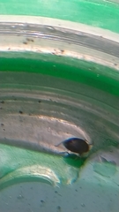 Nectoporus sanmarkii