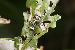Polyrhachis ammon