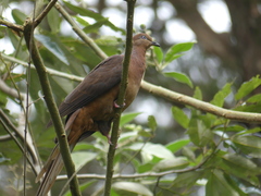 Macropygia phasianella