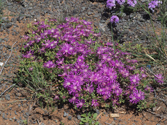 Drosanthemum