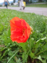 Papaver croceum