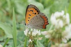 Lycaena phlaeas daimio