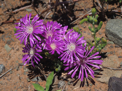 Drosanthemum