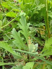 Papaver croceum