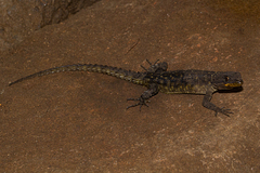 Smaug mossambicus