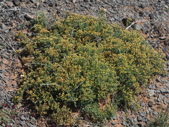 Helichrysum rosum