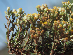 Helichrysum rosum