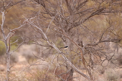 Rhipidura leucophrys leucophrys