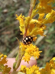 Coccinula quatuordecimpustulata