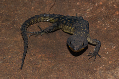 Smaug mossambicus