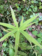Polygonatum verticillatum