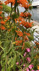 Leonotis leonurus