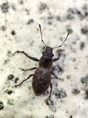 Pantomorus cervinus