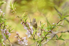 Sinosuthora webbiana