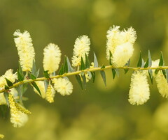 Acacia oxycedrus