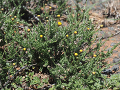 Pentzia incana