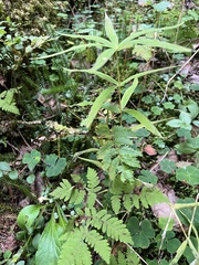 Polygonatum verticillatum
