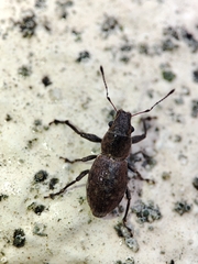 Pantomorus cervinus