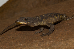 Smaug mossambicus