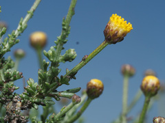 Pentzia incana