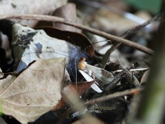 Pseudogagrella splendens