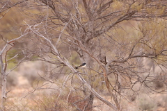 Rhipidura leucophrys leucophrys