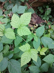 Rubus caesius
