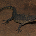 Gorongosa Girdled Lizard - Photo (c) Bart Wursten, some rights reserved (CC BY-NC), uploaded by Bart Wursten
