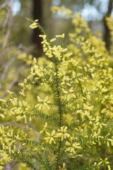 Acacia oxycedrus