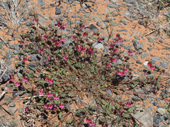 Hermannia coccocarpa