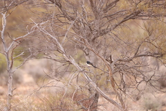 Rhipidura leucophrys leucophrys