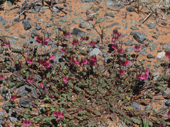 Hermannia coccocarpa