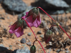 Hermannia coccocarpa